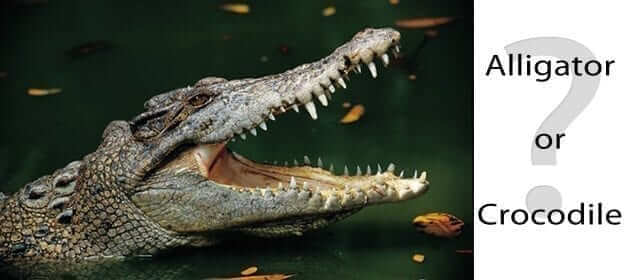 Alligator