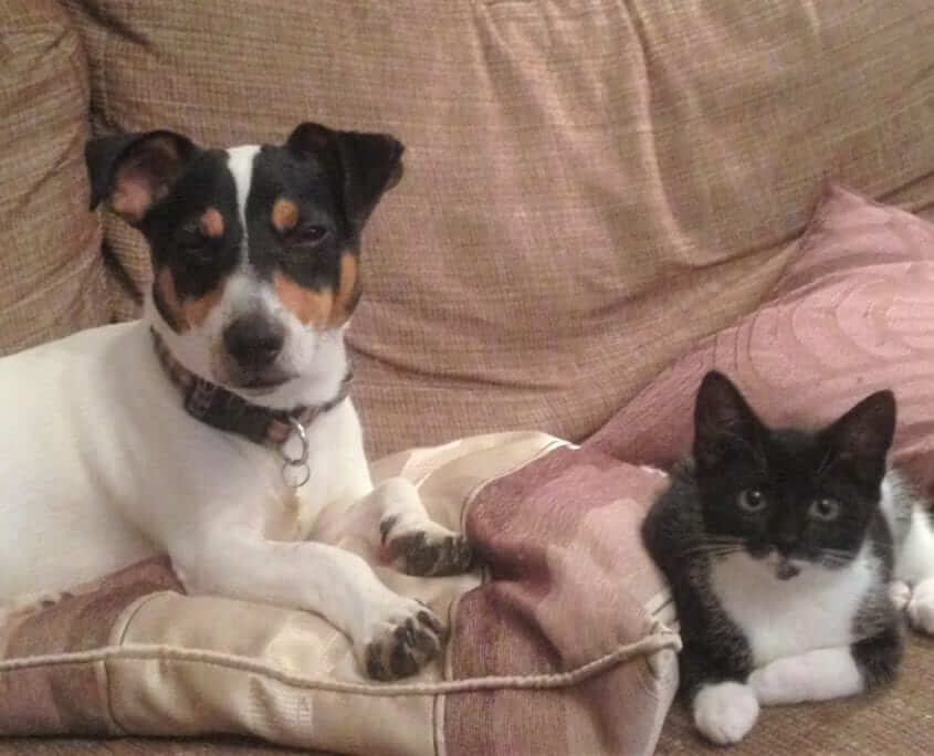 Cushion-Dog-Cat