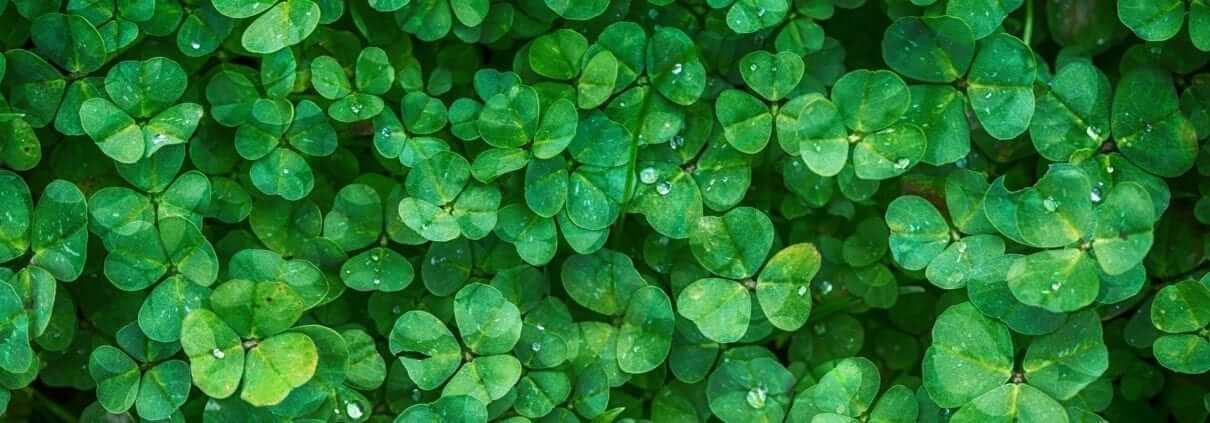 irish Shamrock